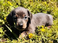 Blue DAPPLE Female!, a female Miniature Dachshund for sale in Tulsa, OK – Photo 3 of 9