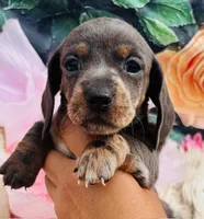 Blue DAPPLE Female!, a female Miniature Dachshund for sale in Tulsa, OK – Photo 2 of 9