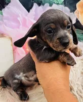 Blue DAPPLE Female!, a female Miniature Dachshund for sale in Tulsa, OK – Photo 1 of 9