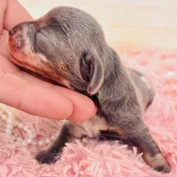 Blue DAPPLE, a female Miniature Dachshund for sale in Tulsa, OK – Photo 3 of 8