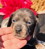 Blue DAPPLE, a female Miniature Dachshund for sale in Tulsa, OK – Photo 8 of 8