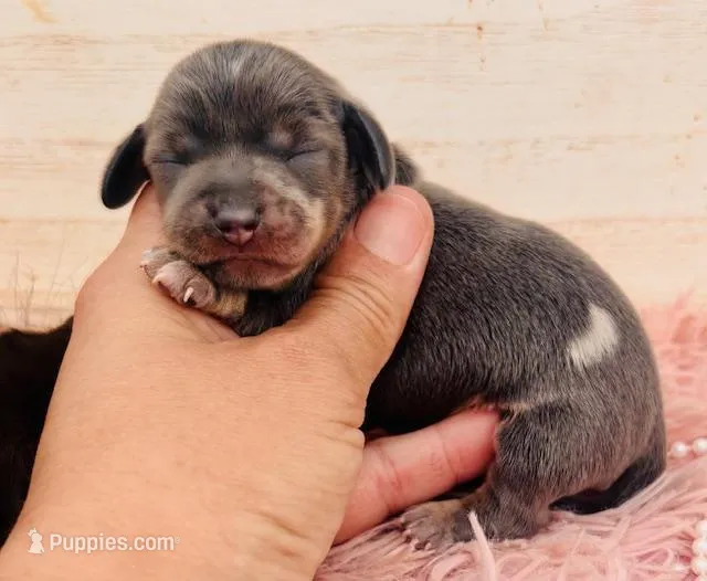 Blue DAPPLE – Miniature Dachshund puppy for sale in Tulsa, OK