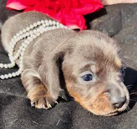 Blue DAPPLE, a female Miniature Dachshund for sale in Tulsa, OK – Photo 6 of 8