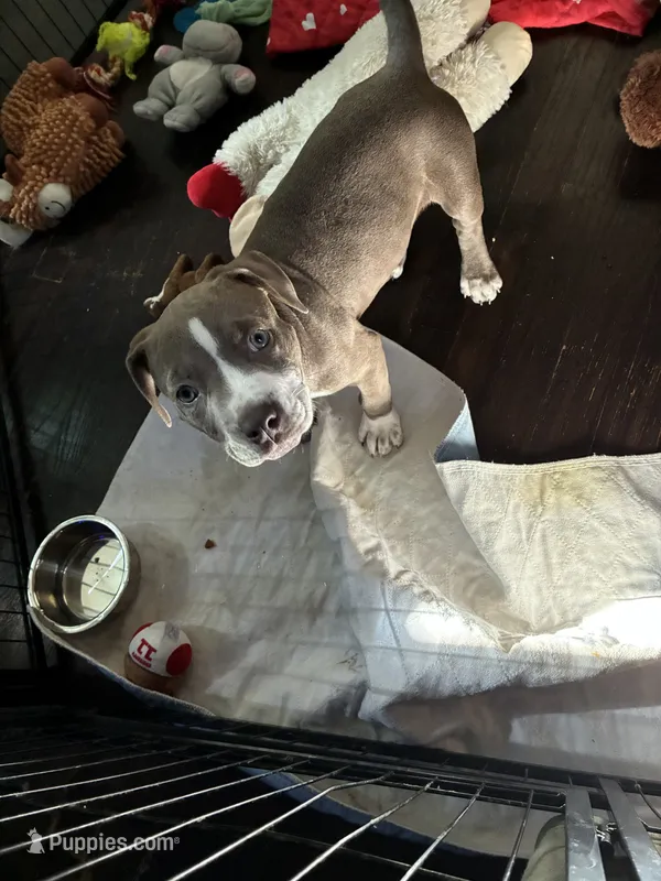 LittleGirl – American Bully puppy for sale in Elyria, OH