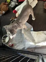 LittleGirl, a female American Bully for sale in Elyria, OH – 3 of 3