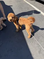 Cropper , a male Poodle - Toy  for sale in San Jose, CA – 8 of 8