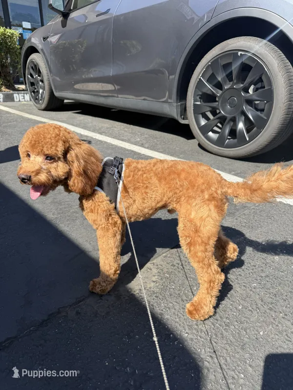 Cropper  – Poodle - Toy  puppy for sale in San Jose, CA