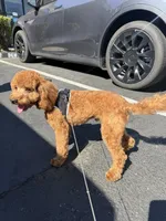 Cropper , a male Poodle - Toy  for sale in San Jose, CA – 1 of 8