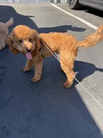 Cropper , a male Poodle - Toy  for sale in San Jose, CA – 6 of 8