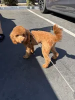 Cropper , a male Poodle - Toy  for sale in San Jose, CA – 4 of 8