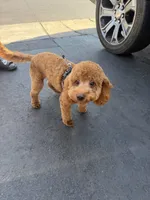 Cropper , a male Poodle - Toy  for sale in San Jose, CA – 3 of 8