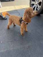 Cropper , a male Poodle - Toy  for sale in San Jose, CA – 5 of 8