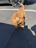 Cropper , a male Poodle - Toy  for sale in San Jose, CA – 2 of 8
