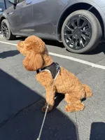 Cropper , a male Poodle - Toy  for sale in San Jose, CA – 7 of 8