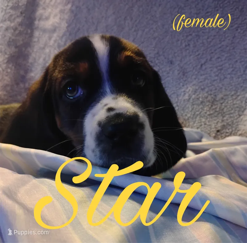 Star – Basset Hound puppy for sale in Harrisville, NY
