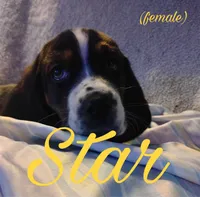 Star, a female Basset Hound for sale in Harrisville, NY – 1 of 2