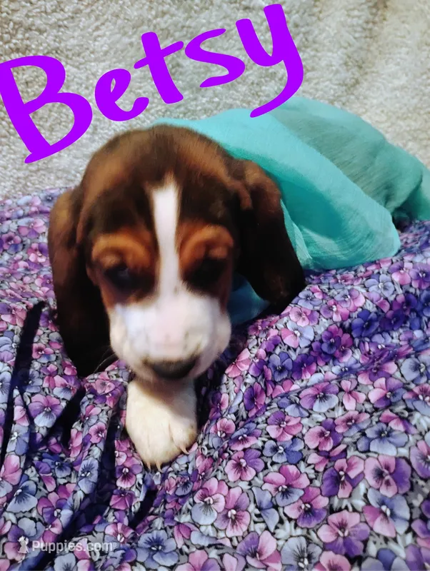 Betsy – Basset Hound puppy for sale in Harrisville, NY