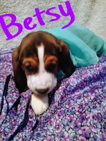 Betsy, a female Basset Hound for sale in Harrisville, NY – 1 of 2