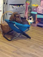 Roscoe , a male Basset Hound and Dachshund for sale in Harrisville, NY – 2 of 5