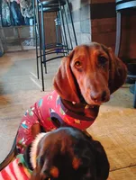 Roscoe , a male Basset Hound and Dachshund for sale in Harrisville, NY – 5 of 5