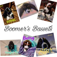 Betsy, a female Basset Hound for sale in Harrisville, NY – 2 of 2