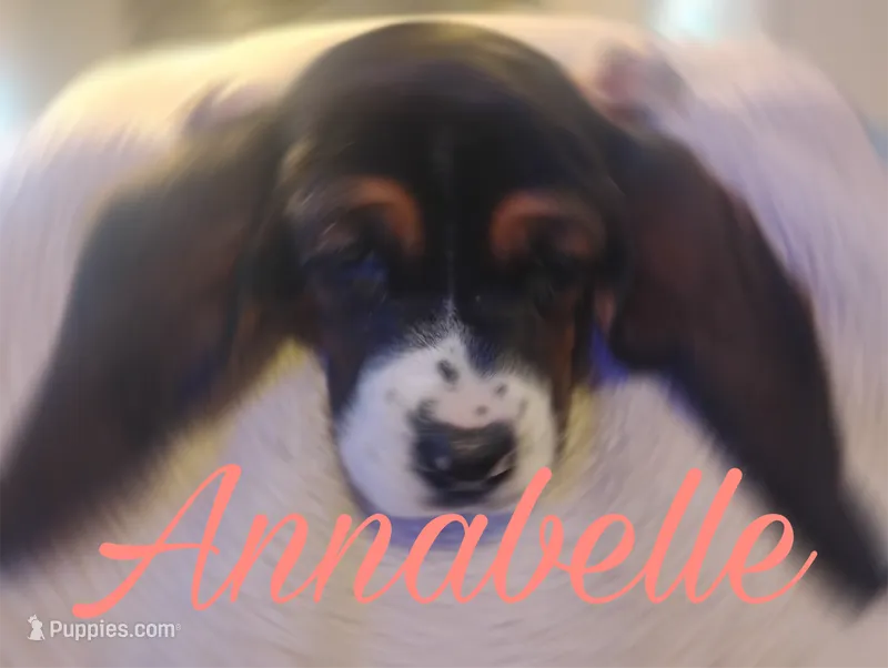 Annabelle  – Basset Hound puppy for sale in Harrisville, NY