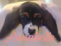 Annabelle , a female Basset Hound for sale in Harrisville, NY – 1 of 2