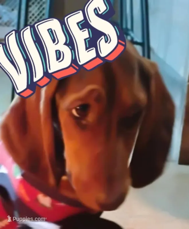 Roscoe  – Basset Hound, Dachshund puppy for sale in Harrisville, NY