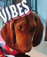 Roscoe , a male Basset Hound and Dachshund for sale in Harrisville, NY – 1 of 5