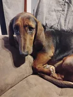 Roscoe , a male Basset Hound and Dachshund for sale in Harrisville, NY – 3 of 5