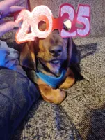 Roscoe , a male Basset Hound and Dachshund for sale in Harrisville, NY – 4 of 5