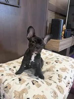 2 boys 2 girls , a male French Bulldog for sale in Millsboro, DE – 3 of 3