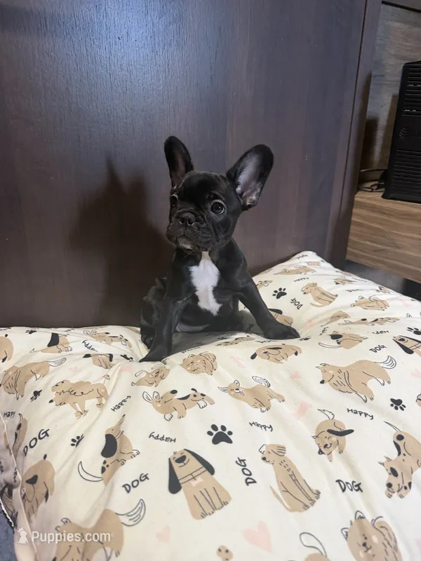 2 boys 2 girls  – French Bulldog puppy for sale in Millsboro, DE