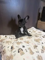 2 boys 2 girls , a male French Bulldog for sale in Millsboro, DE – 1 of 3