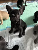 2 boys 2 girls , a male French Bulldog for sale in Millsboro, DE – 2 of 3