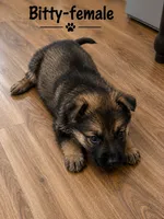 Bitty, a female German Shepherd Dog for sale in Canyon Lake, TX – 2 of 2