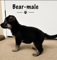 Bear, a male German Shepherd Dog for sale in Canyon Lake, TX – 2 of 2
