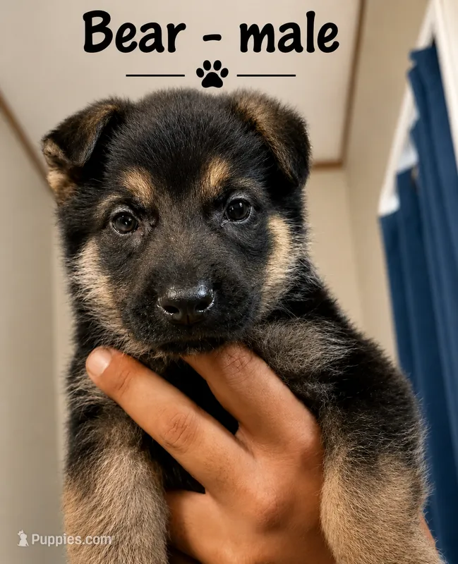 Bear, a male German Shepherd Dog for sale in Canyon Lake, TX – 1 of 2