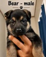 Bear, a male German Shepherd Dog for sale in Canyon Lake, TX – 1 of 2
