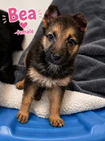 Bea, a female German Shepherd Dog for sale in Canyon Lake, TX – 1 of 2