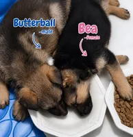 Butterball, a male German Shepherd Dog for sale in Canyon Lake, TX – 2 of 2