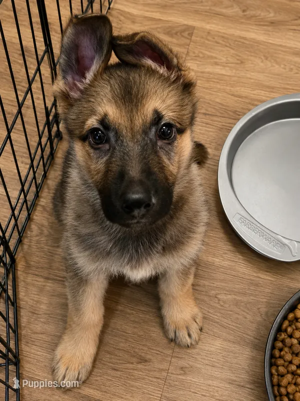 Butterball – German Shepherd Dog puppy for sale in Canyon Lake, TX