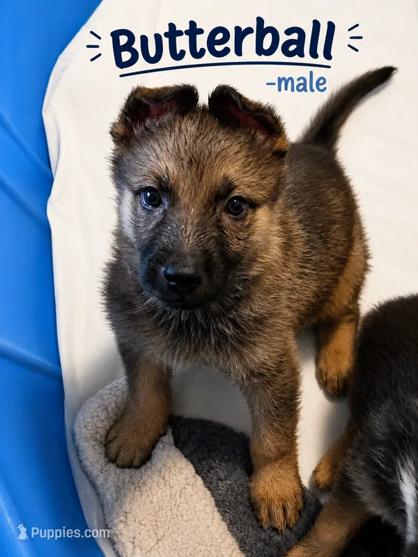 Butterball, a male German Shepherd Dog for sale in Canyon Lake, TX – 1 of 2