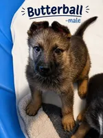 Butterball, a male German Shepherd Dog for sale in Canyon Lake, TX – 1 of 2