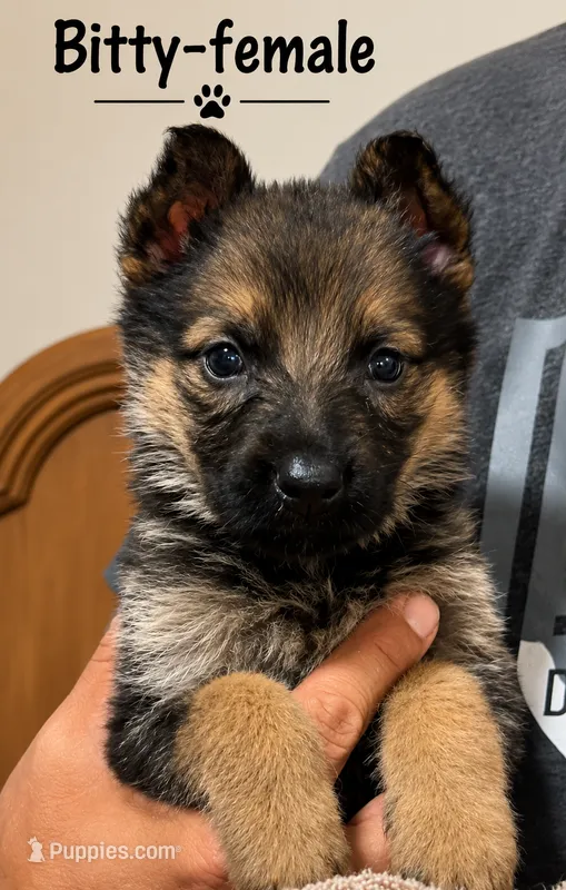 Bitty, a female German Shepherd Dog for sale in Canyon Lake, TX – 1 of 2