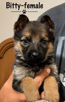 Bitty, a female German Shepherd Dog for sale in Canyon Lake, TX – 1 of 2