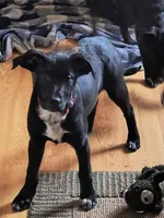 Big Red, a male Australian Cattle Dog and Labrador Retriever for sale in Homer Glen, IL – Photo 2 of 3