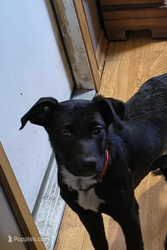 Big Red, a male Australian Cattle Dog and Labrador Retriever for sale in Homer Glen, IL – Photo 1 of 3