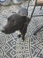 Big Red, a male Australian Cattle Dog and Labrador Retriever for sale in Homer Glen, IL – Photo 3 of 3