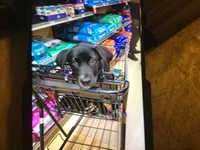 Blue, a male Australian Cattle Dog and Labrador Retriever for sale in Homer Glen, IL – Photo 6 of 8